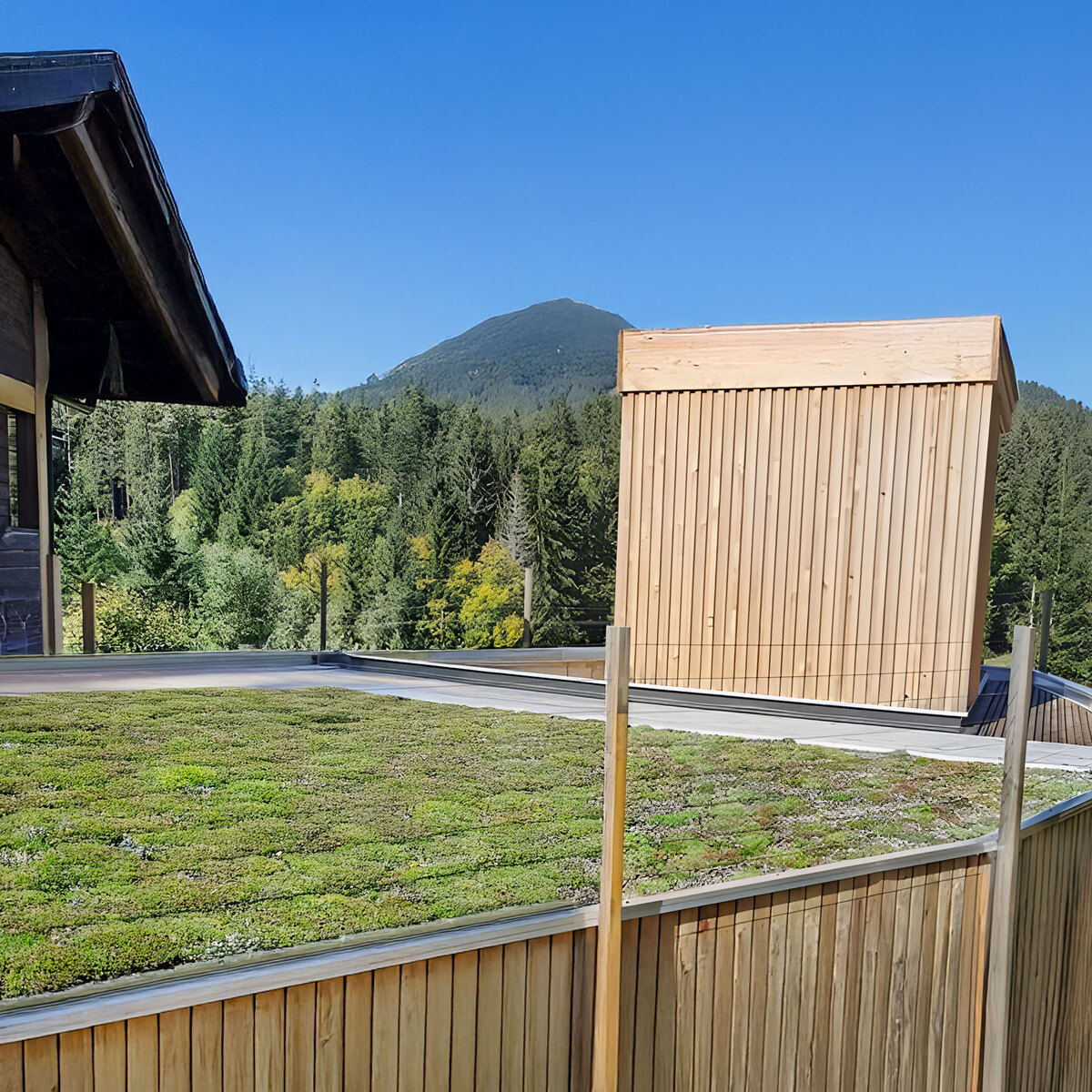 MOGAT Sedumssprossenmischung