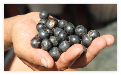 Acai Beeren Acai Beeren